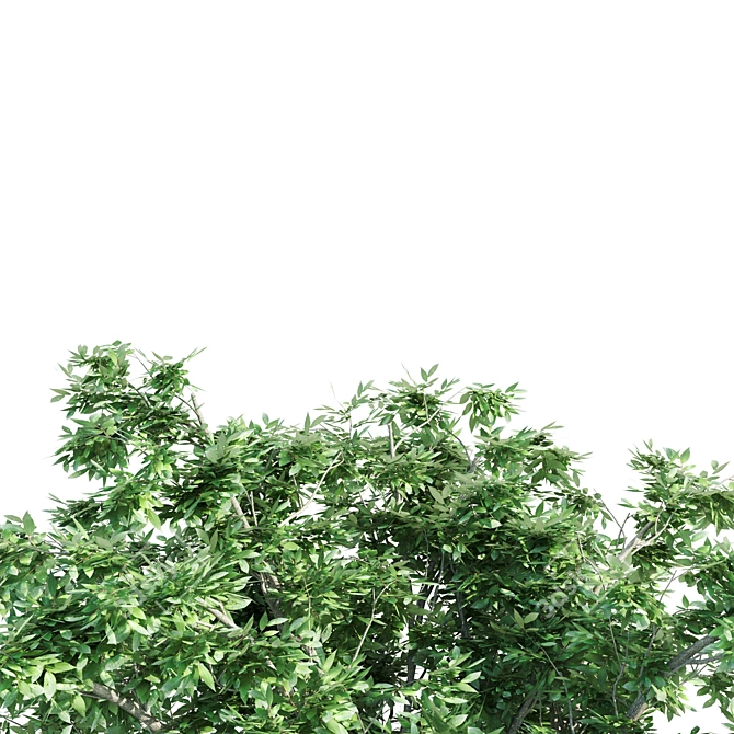 Tall Elm Trees: 14-16m 3D model image 2