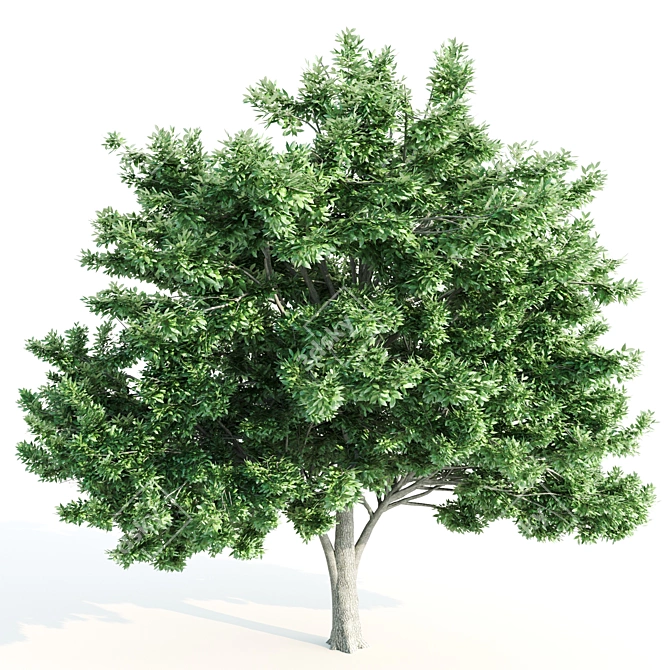 Tall Elm Trees: 14-16m 3D model image 3