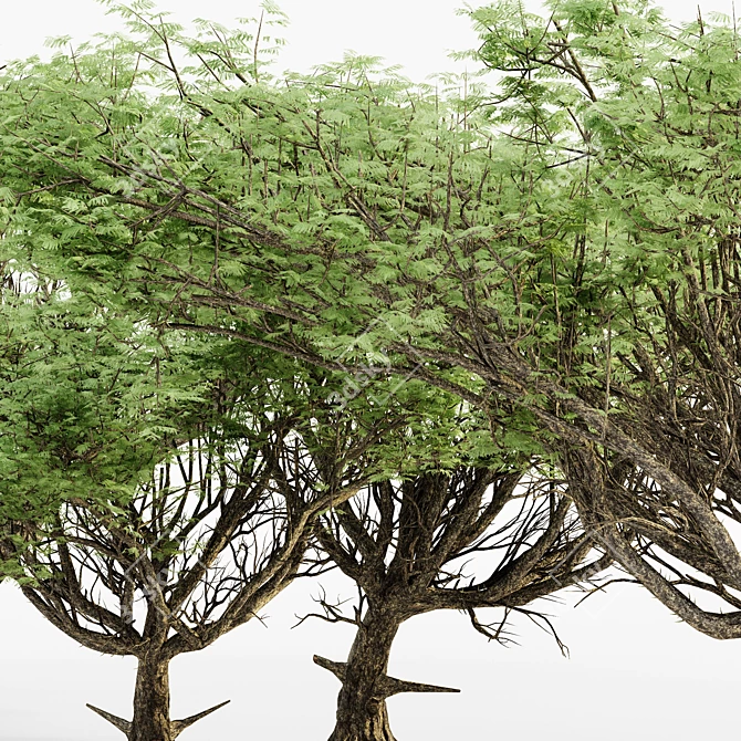 Acacia 02 Tree Collection: Variety of Heights & Excellent 3D Detail 3D model image 4