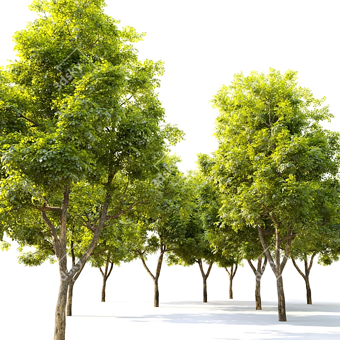 Natural Alder Tree - 9m Height 3D model image 3