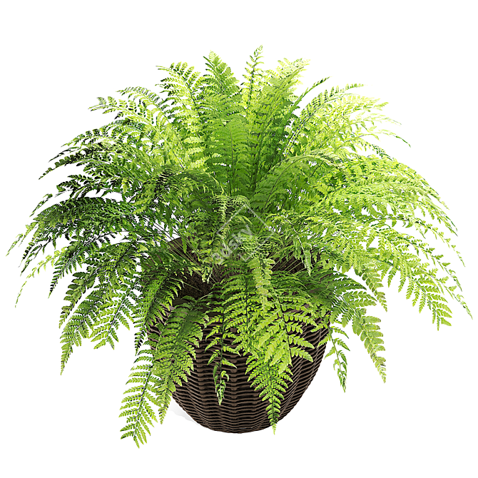 Versatile Plant Collection - High Detail 3D model image 2