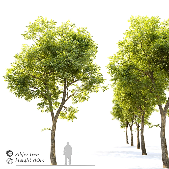  Tall and Majestic Alder Tree 3D model image 1