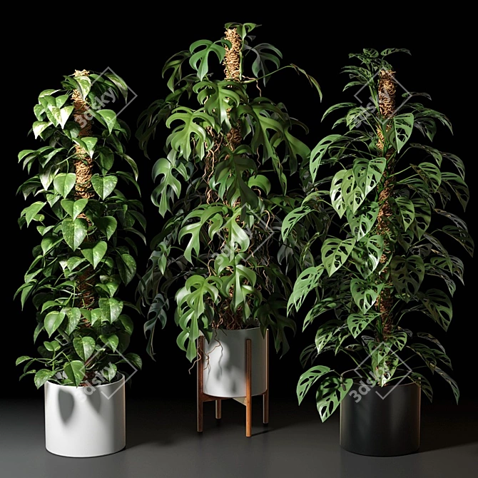 Exotic Indoor Plant Collection 3D model image 1