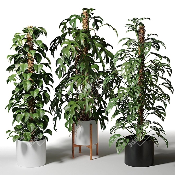 Exotic Indoor Plant Collection 3D model image 2