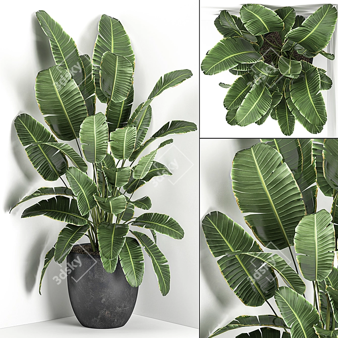 Exotic Corner Plant Collection 3D model image 1