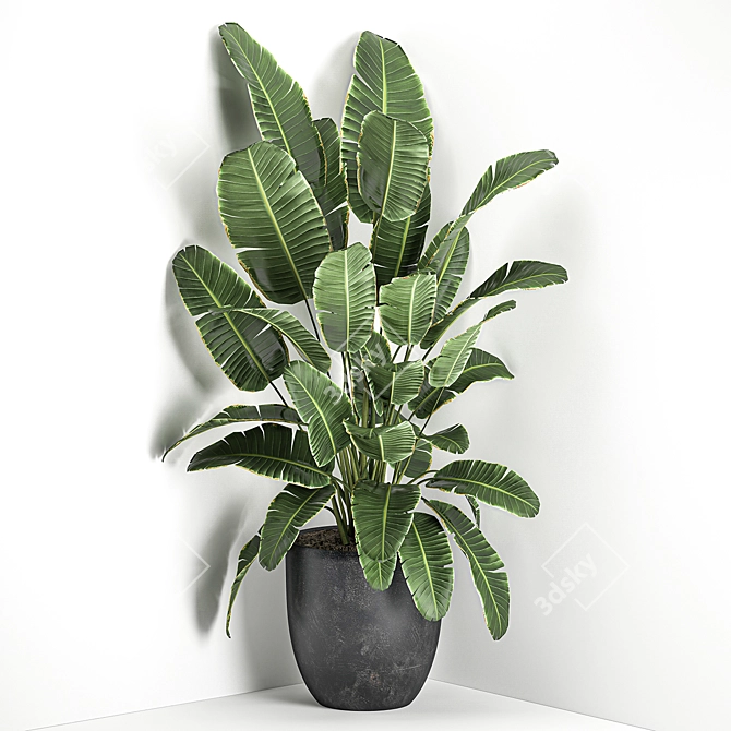 Exotic Corner Plant Collection 3D model image 2