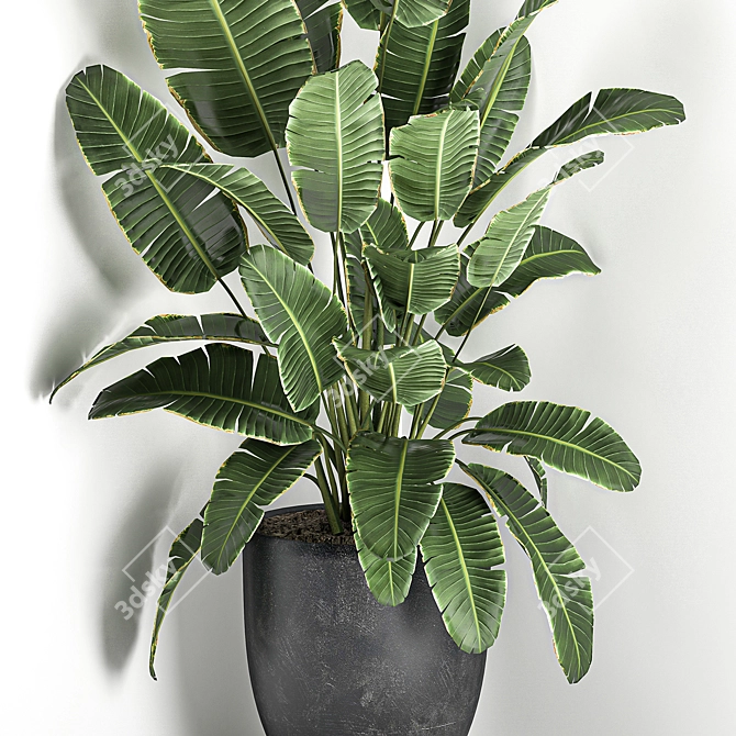 Exotic Corner Plant Collection 3D model image 4