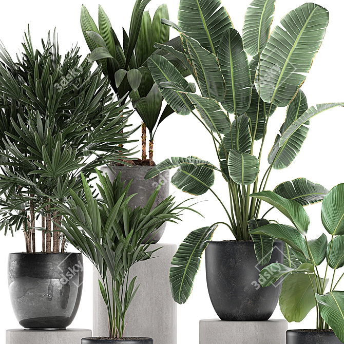 Exotic Plant Collection in Black Vase 3D model image 2