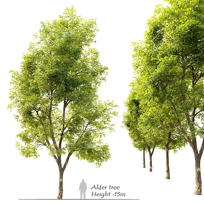  Majestic Alder Tree - 15m Tall 3D model image 1