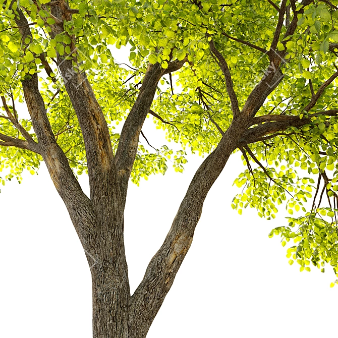  Majestic Alder Tree - 15m Tall 3D model image 2