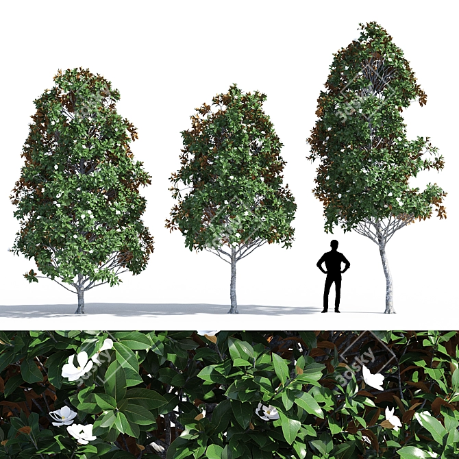 Magnificent Magnolia Tree Trio 3D model image 1