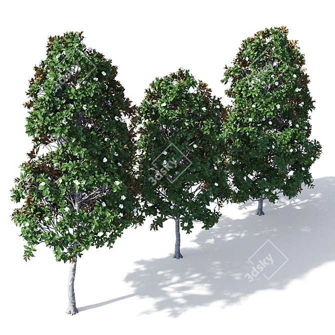 Magnificent Magnolia Tree Trio 3D model image 2