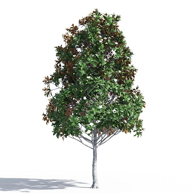 Magnificent Magnolia Tree Trio 3D model image 4