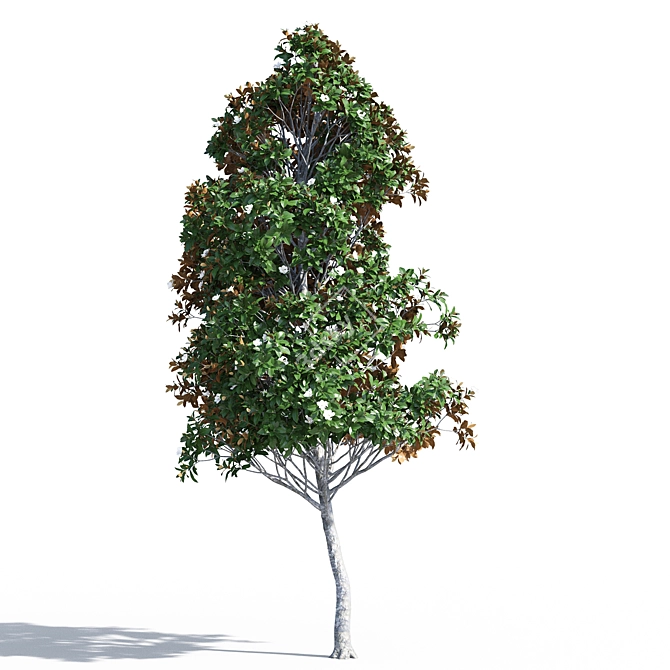 Magnificent Magnolia Tree Trio 3D model image 5