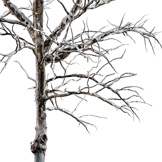 Frozen Beauty - Winter Tree 3D model image 2
