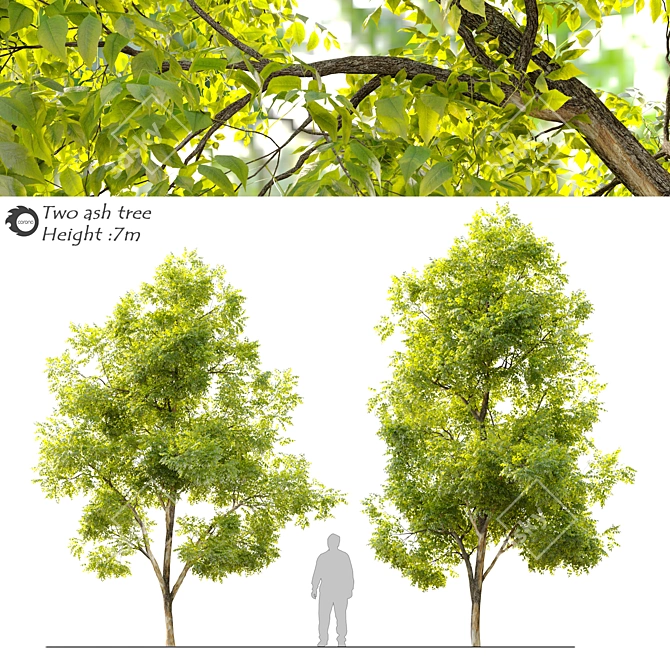 Twin Ash Trees - 7-7.5m Height 3D model image 1