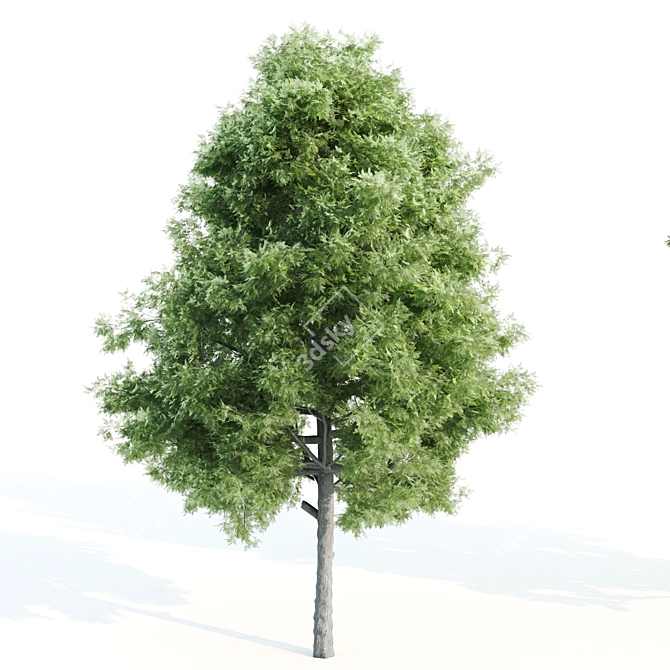 Trio of Towering Trees: Laurus, Silky Oak, Acacia 3D model image 4