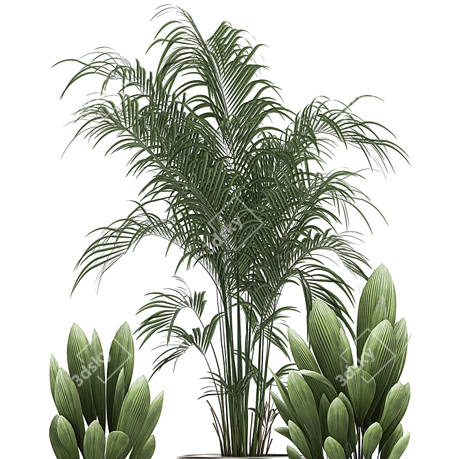 Tropical Plant Collection - Exotic & Decorative Palms 3D model image 4