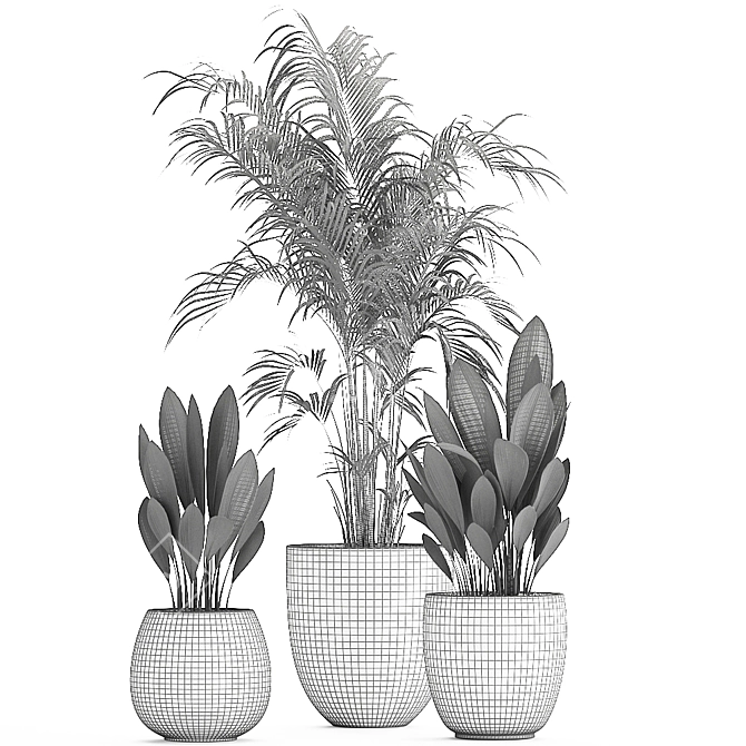 Tropical Plant Collection - Exotic & Decorative Palms 3D model image 5