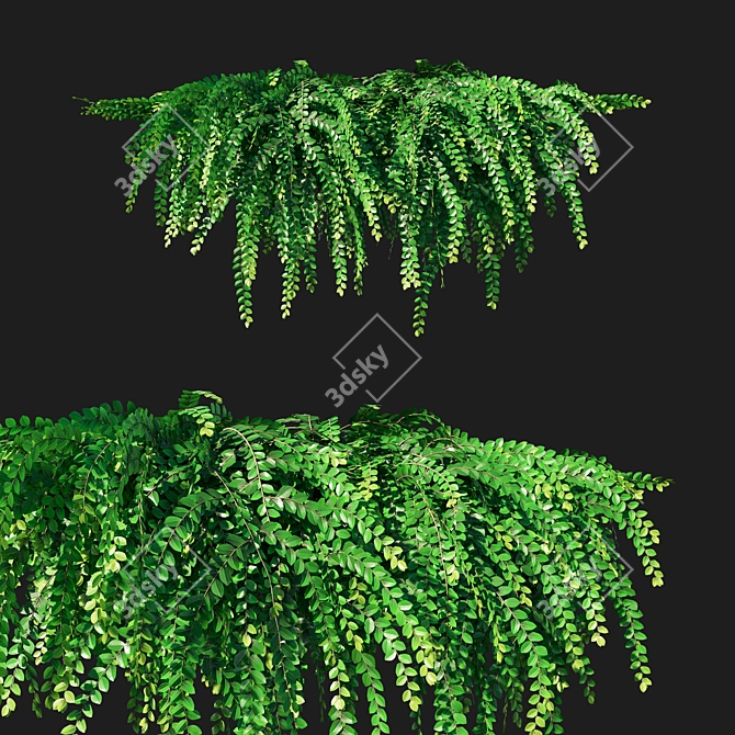 Phyllanthus Cochinchinensis Leaf-flower Creeper 3D model image 1