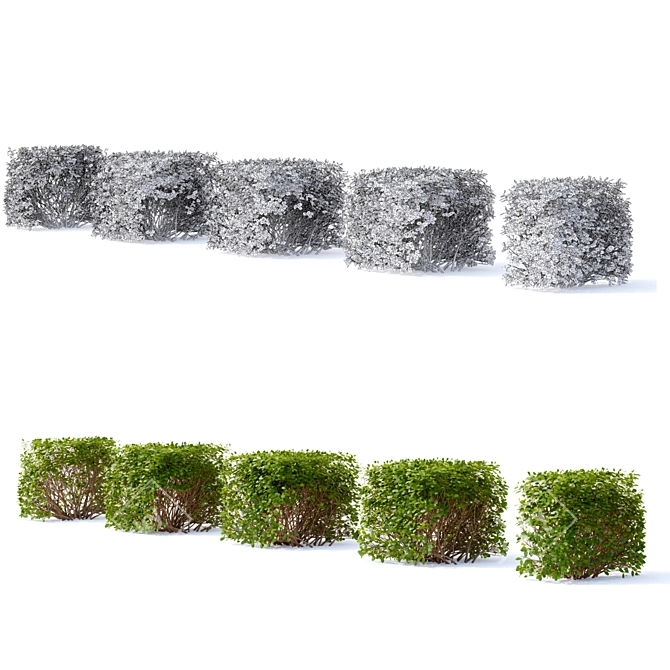 Spirea Hedge - Bendable Birch-leaved Greenery 3D model image 2