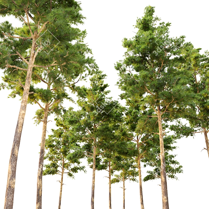 Twin Pine Trees: 7m - 14m 3D model image 3