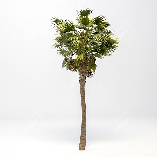 Giant Majesty Palm: 28m Tall 3D model image 1