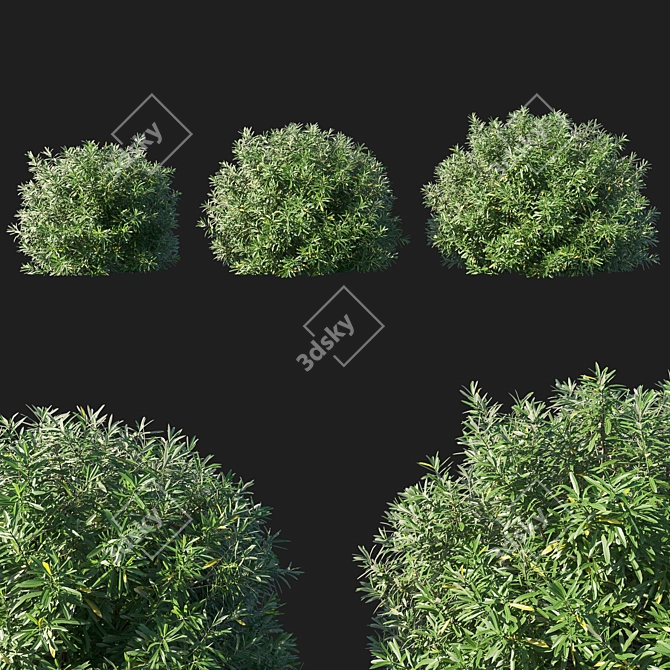 Evergreen Nerium Oleander Bush 3D model image 1