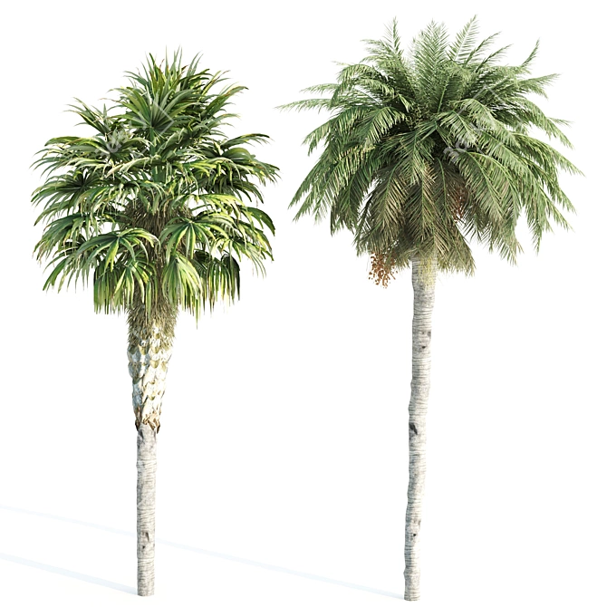 Lush Variety of 12 Vray Trees 3D model image 2