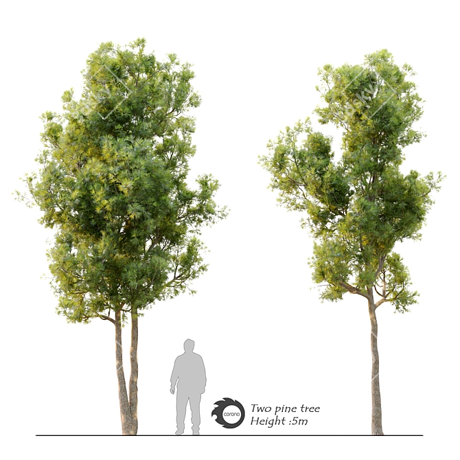 Twin Pine Trees - 5m Height 3D model image 1