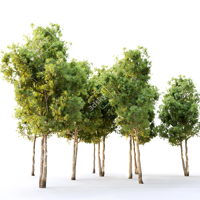 Twin Pine Trees - 5m Height 3D model image 3