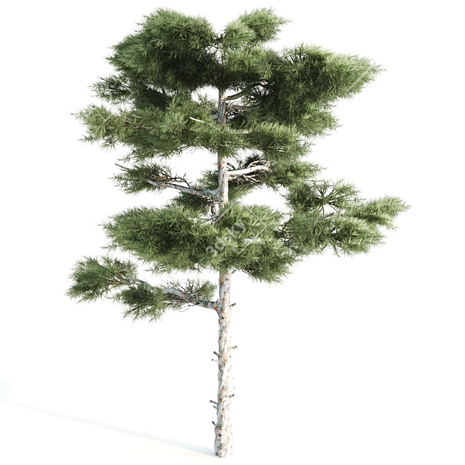 13m Vray Tree Set 3D model image 2