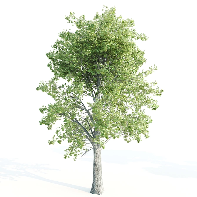 13m Vray Tree Set 3D model image 3