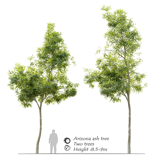  Majestic Arizona Ash Tree: Two Stunning Models! 3D model image 1