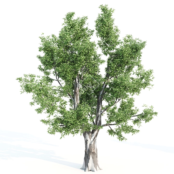 Diverse 11-Tree Set: V-Ray 3D model image 5