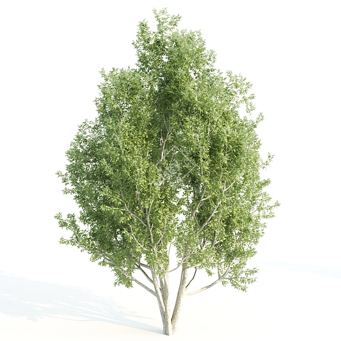 Diverse 11-Tree Set: V-Ray 3D model image 2