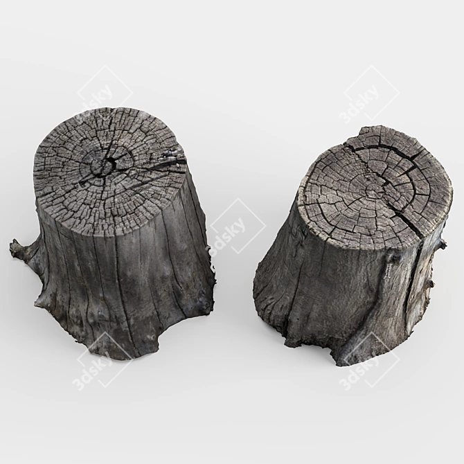 3D Stump Scans: Two Stumps for Photorealistic Rendering 3D model image 2