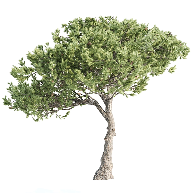 Italian Pine Pair: Elegant & Durable 3D model image 2