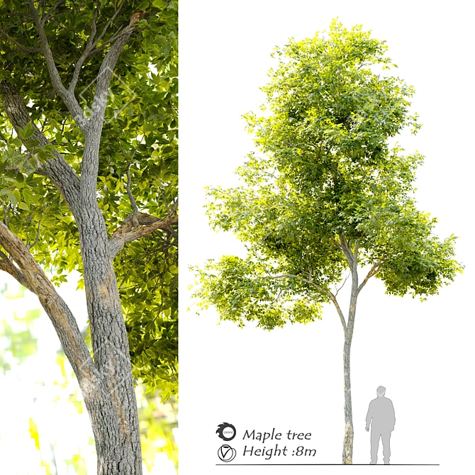  Majestic Maple Tree: 8m Height 3D model image 1