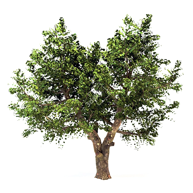 Summer Apple Tree: 3.5m Height 3D model image 1