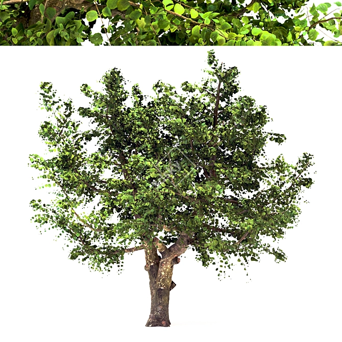 Summer Apple Tree: 3.5m Height 3D model image 2