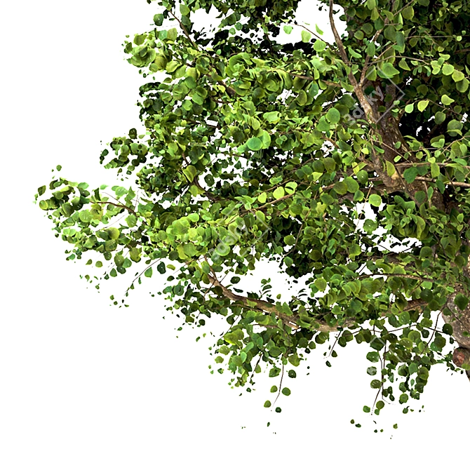 Summer Apple Tree: 3.5m Height 3D model image 3