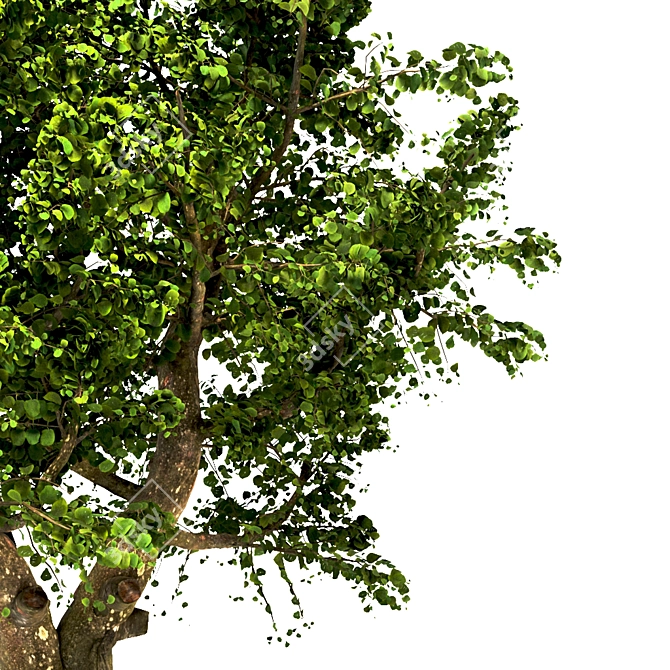 Summer Apple Tree: 3.5m Height 3D model image 4