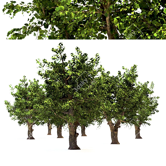 Summer Apple Tree: 3.5m Height 3D model image 5