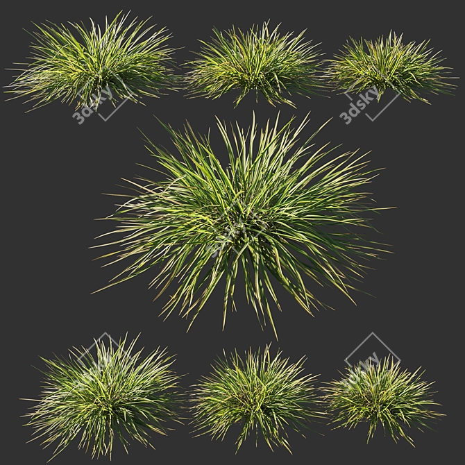 Lush Koeleria Grass 2014 3D model image 1