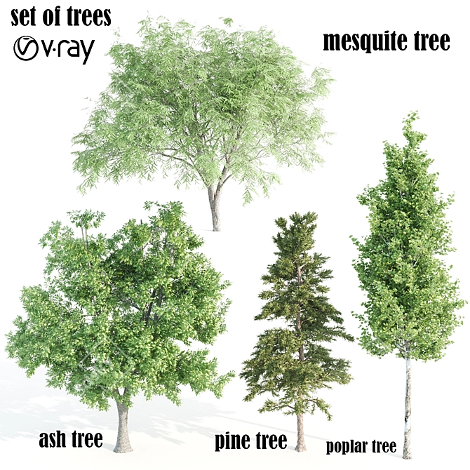 4 Variety Tree Set: Ash, Mesquite, Poplar, Pine 3D model image 1