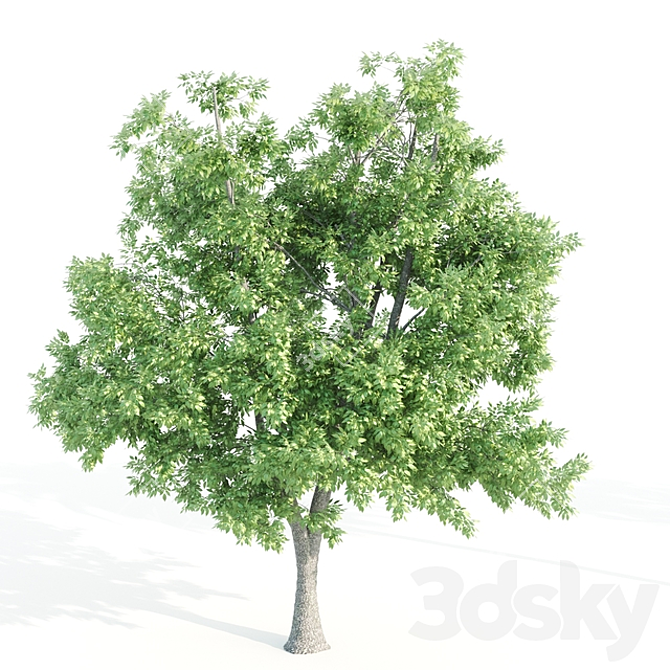 4 Variety Tree Set: Ash, Mesquite, Poplar, Pine 3D model image 3