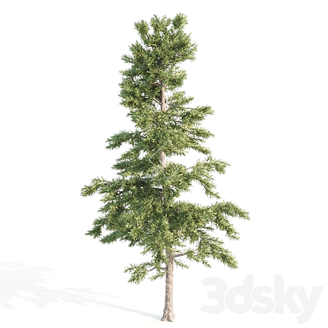 4 Variety Tree Set: Ash, Mesquite, Poplar, Pine 3D model image 5