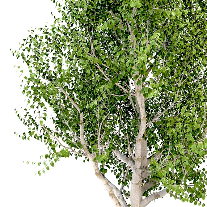 Elegant Silver Birch Tree: 13.5m Height 3D model image 2