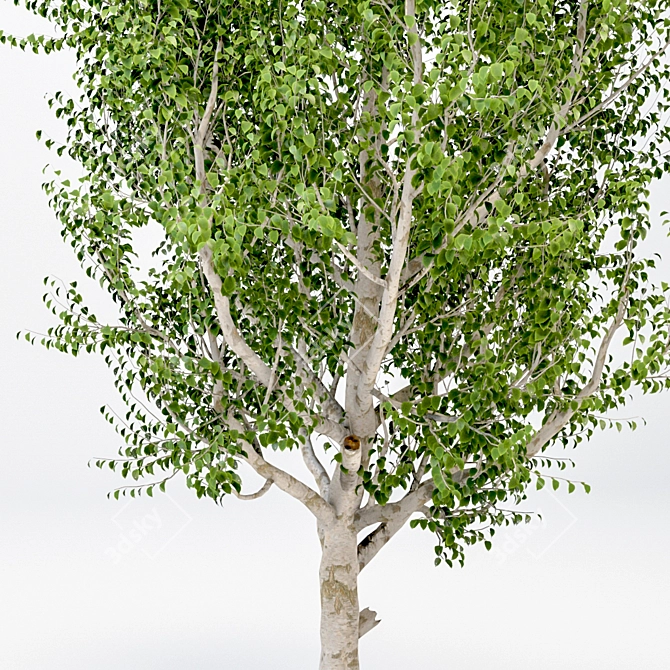 Elegant Silver Birch Tree: 13.5m Height 3D model image 3